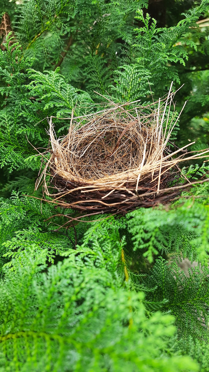 Empty Nester Creates Meaningful Mother's Day empty Nest Image by Shiva prasad Sharma from Pixabay