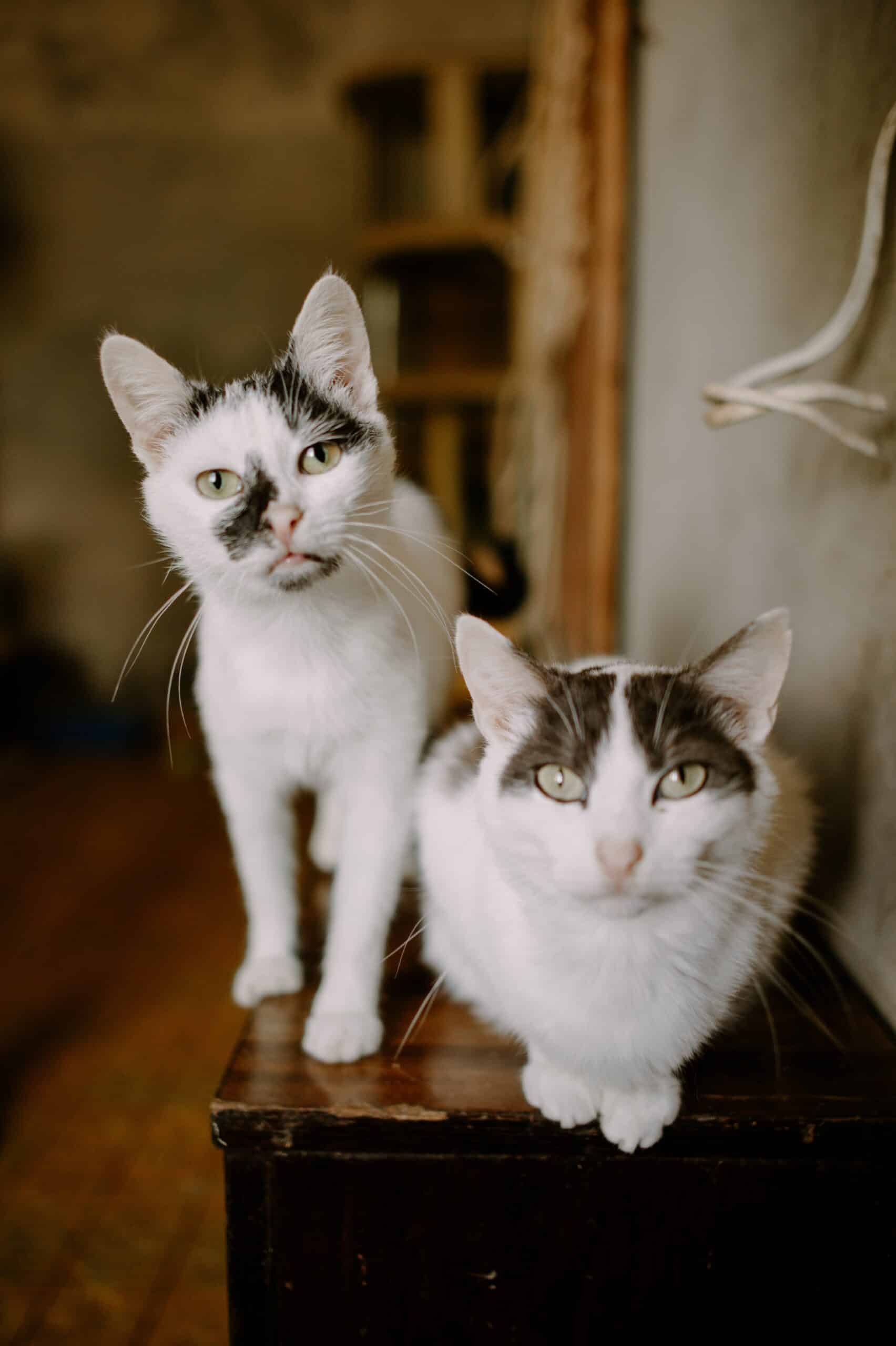 Foster Cats Loving Homes captures both compassion and urgency in every sense. More than a catchy phrase, it represents a growing movement—one where ordinary people step forward to create extraordinary outcomes. Fostering becomes not just a temporary act of kindness, but a life-saving commitment that transforms the future of both animals and humans.